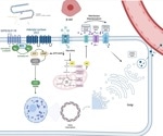 Twincretin drug Tirzepatide shows unmatched efficacy in weight loss and diabetes management