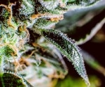 Cannabigerol shows promise in reducing anxiety and enhancing memory without side effects