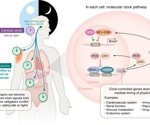 Study links circadian rhythm disruption to obesity and diabetes