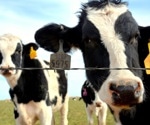 H5N1 avian flu found in Texas dairy cattle and milk, sparking concerns about underreported infections