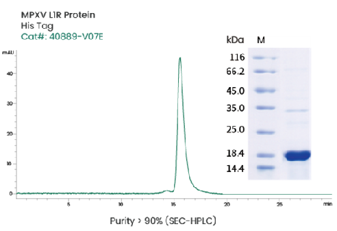 Image Credit: Sino Biological