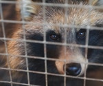 Chinese farmed fur animals found to harbor dozens of novel viruses