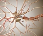 Cellular sludge around hunger neurons linked to worsening diabetes and obesity