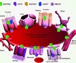 How carnitine transporters boost reproductive health