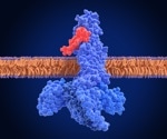GLP-1 drugs protect brain health by improving neurovascular function and reducing inflammation