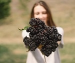 Elderberry juice boosts fat burning and gut health in overweight adults