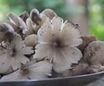 Can a mushroom protein bar improve memory? Study suggests cognitive benefits of Termitomyces fuliginosus