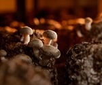 Shiitake-based supplement may help prevent liver damage progression