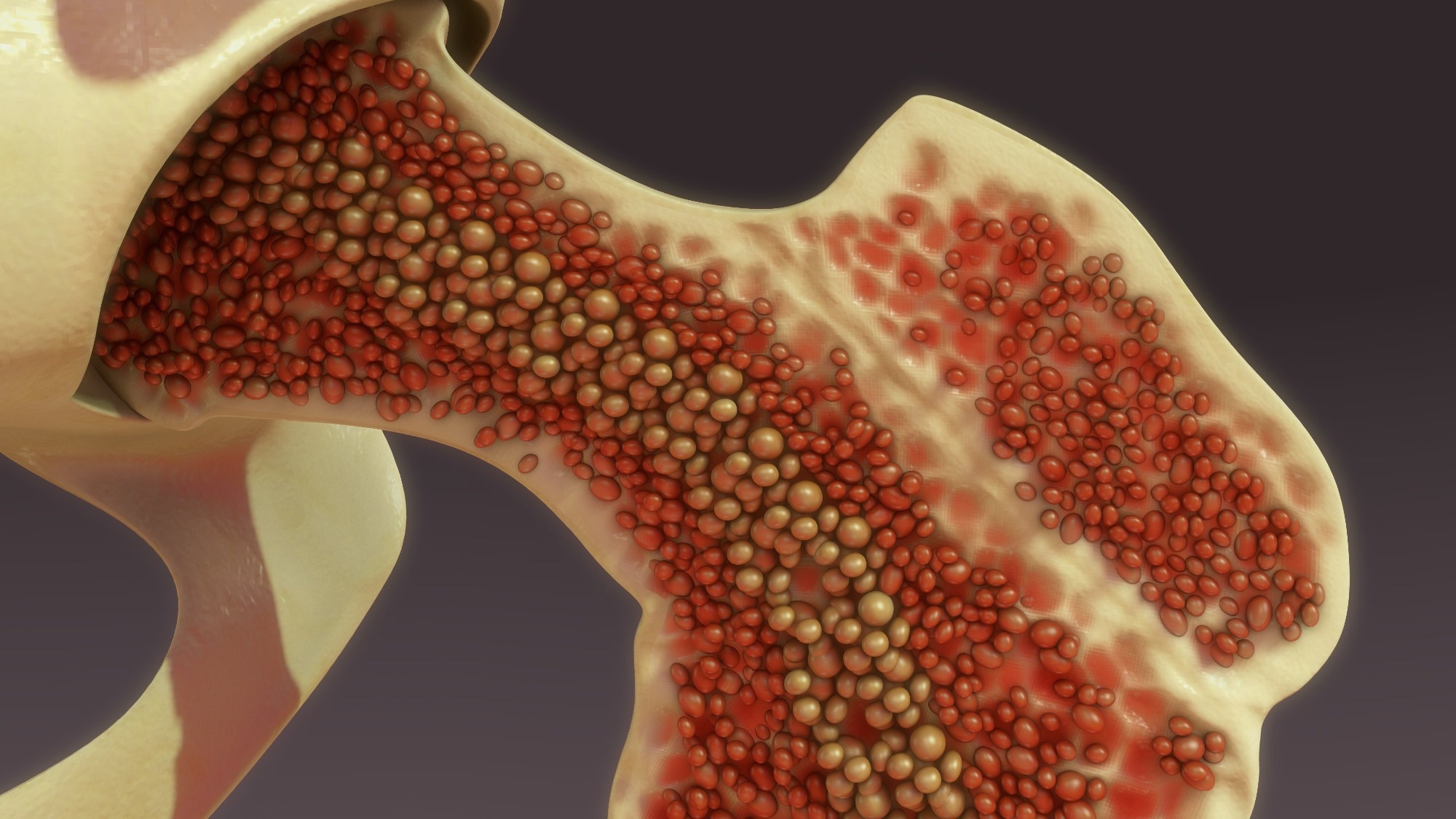 Study: Bone marrow niches orchestrate stem-cell hierarchy and immune tolerance. Image Credit: sciencepics / Shutterstock