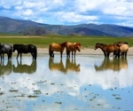 H5N1 bird flu spillover to horses, raises fears of new viral strains