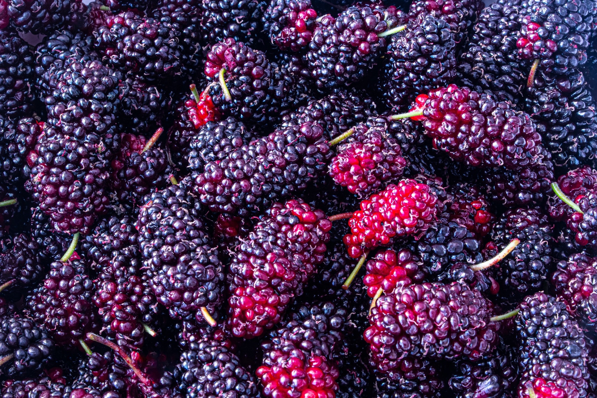 Fresh mulberries background.