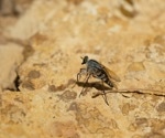 Rising Toscana virus infections in Italy highlight climate-driven health risks