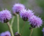 Study suggests taxifolin could be a safe, natural way to aid weight loss