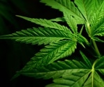 CBD boosts endurance in mice by reshaping gut bacteria and enhancing muscle performance