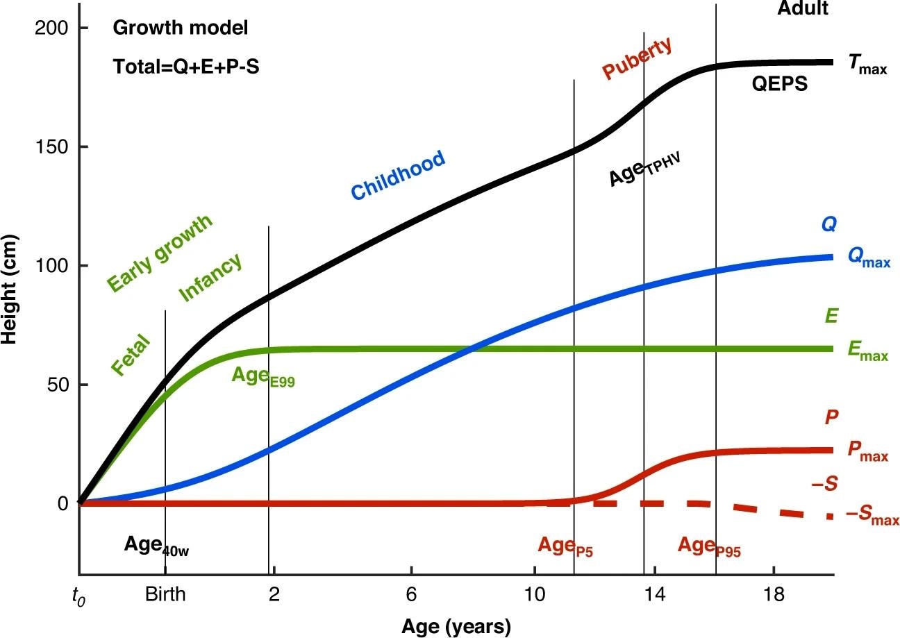 The total height (QEPS) is the sum of four growth functions: a quadratic growth function (Q), a negative exponential growth function (E), a pubertal growth function (P) and a stop function (S) modeling the end of growth for function Q. B = birth, t0 = about 6 weeks after conception. Birth is marked with a vertical line. Age scale below 3 years is stretched out. The growth periods (early life: fetal-infancy, childhood, and puberty) are defined by the QEPS estimates Age40w, AgeE99, AgeP5, AgeTPHV, and AgeP95. The contribution of each growth function (Qmax, Emax, Pmax, and Smax) to the total height, Tmax, is illustrated to the right.