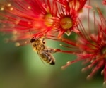Why Mānuka isn't the only healing honey from New Zealand anymore