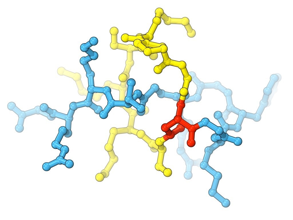 Lariocidin, a lasso-shaped peptide with promising antibiotic properties. (Graphic: Dmitrii Travin and Yury Polikanov). Research: A broad-spectrum lasso peptide antibiotic targeting the bacterial ribosome