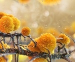 How your skin’s microbes shape immunity, inflammation, and chronic skin disease