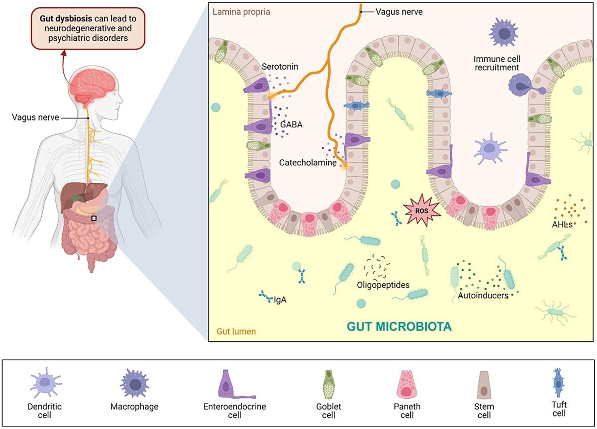 Cross-kingdom signaling in the GBA. The gut microbiota releases several neuromodulators, such as neurotransmitters, oligopeptides, and other metabolites, interacting with epithelial and immune cells. Specialized cells lining the intestinal epithelium maintain intestinal homeostasis, form a mucus barrier, and facilitate the passage of material through the intestines. Neurons also recognize neurotransmitters, which travel through the vagus nerve to the brain. Gut dysbiosis resulting from imbalanced gut microbial populations leads to immunological effects and neuroinflammation, possibly resulting in neurodegenerative and psychiatric disorders. Created with BioRender.com.
