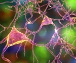 Age and sex shape Alzheimer’s blood biomarkers, study finds