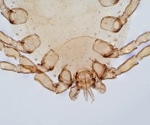 What links dust mites, shellfish, and insect food allergies?
