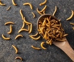 Do edible insects deliver on protein and sustainability? New study gives answers