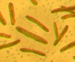 New rifamycin drugs fight antibiotic-resistant lung infections more effectively