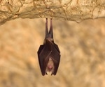 Wildlife trade, not bats, likely moved the ancestors of SARS-CoV-2 to humans