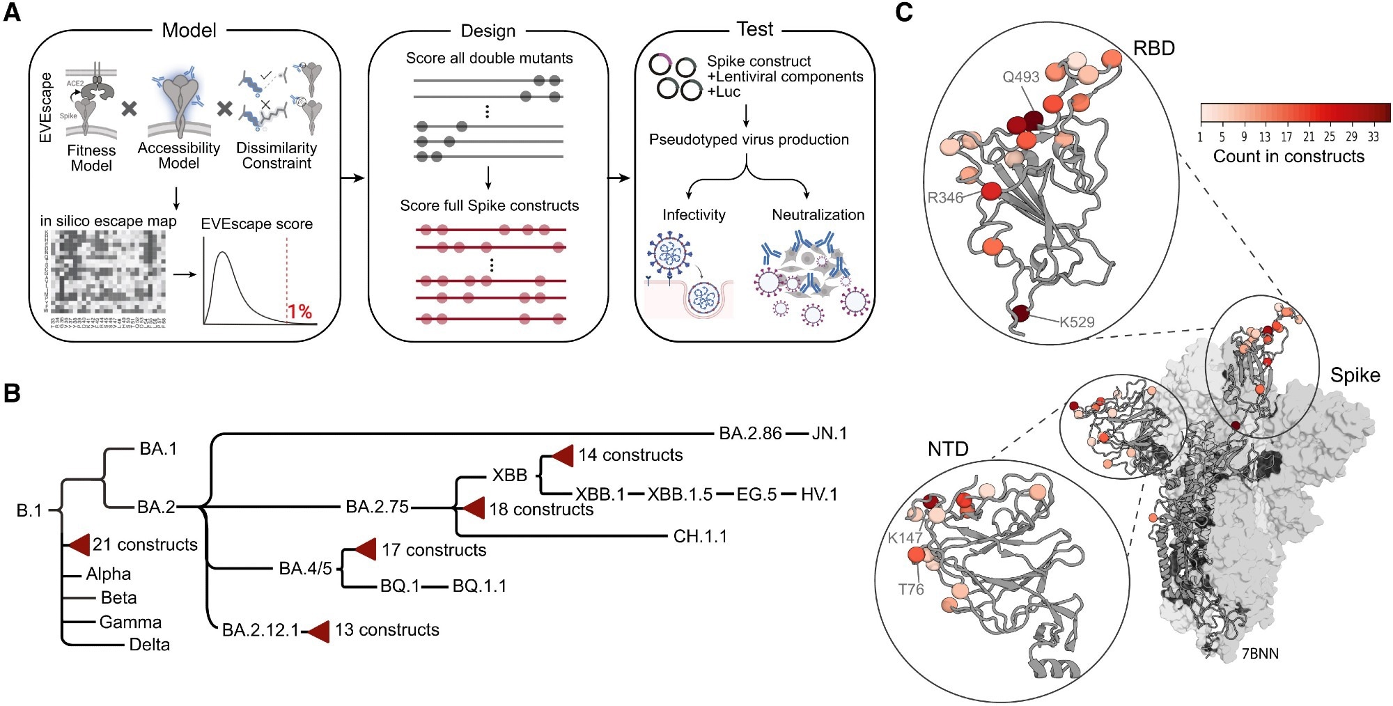 (A) Schematic overview of EVE-Vax for designing antigenic proteins. Single mutants within the top 1% of highest-predicted escape scores were combined to generate all possible double mutants. Double mutants were scored and further combined to create multi-mutant constructs. Designed constructs were subsequently evaluated for infectivity and neutralization sensitivity using pseudotyped virus assays. Parts of the figure were created with BioRender. (B) Cladogram depicting VOCs and computationally designed constructs (red triangles). Branch lengths are proportional to the temporal order of variant emergence. (C) Mutations across the 83 designed spike constructs mapped onto a representative 3D structure (PDB: 7BNN). Coloring indicates the frequency with which a given residue was mutated across all designed constructs.