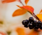 Chokeberry juice reduces blood vessel resistance in people with pre-diabetes