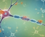Peptide nanostructures block amyloid buildup and boost neuron survival in lab tests