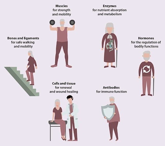 Karger Publishers releases free-access eBook "Healthy Aging"