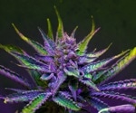 Study reveals high rates of cannabis use disorder in older US veterans