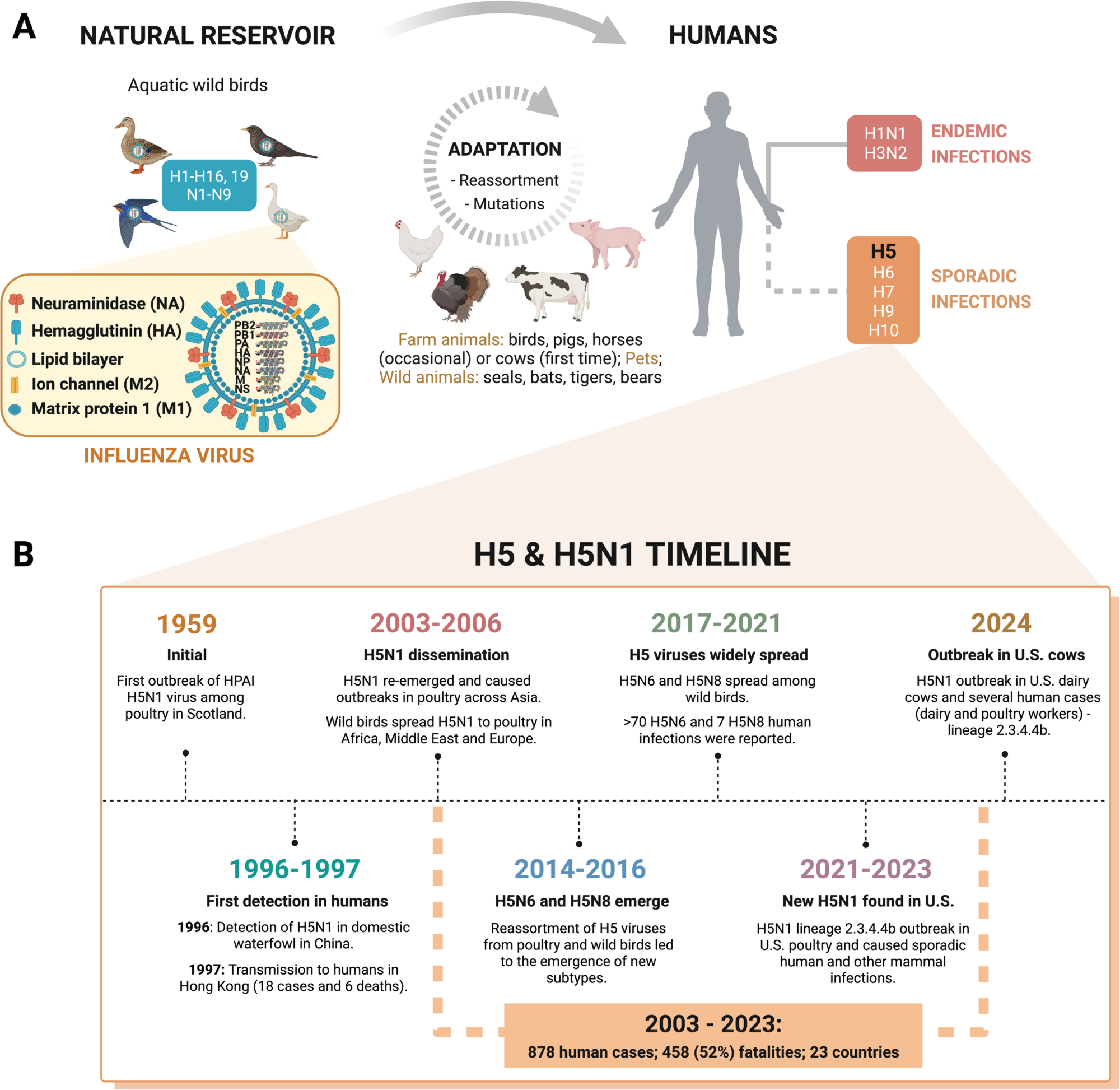 Influenza A virus diversity & host spillover. (A) IAV transmission. IAV jumps from its natural reservoir to different animals, including farmed animals, undergoing adaptation to this new biological environment. The virus can infect humans sporadically or acquire human-to-human transmission traits and become endemic such as the currently circulating subtypes H1N1 and H3N2 that cause yearly epidemics. (B) H5 and H5N1 timeline. HPAI H5N1’s first outbreak was reported in 1959 and first detected in humans in 1997, leading to 6 deaths. Since then, H5N1 and other emergent subtypes (e.g., H5N6 and H5N8) have caused several outbreaks with many human fatalities. Recently, the new H5N1 clade 2.3.4.4b caused an outbreak in U.S. dairy cows, subsequently transmitted to humans (dairy farm workers), threatening human health. Created with Biorender.