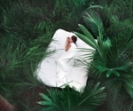 Stress-induced sleep may hold the key to faster recovery