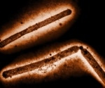 Experts explain how H5 avian influenza adapts to infect more animals