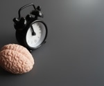 Experts review how 12-hour biological cycles operate in mice, with clues in humans