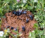 Flies on dairy farms act as hidden carriers of superbugs and zoonotic threats