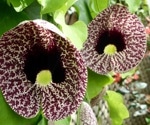 Nigerian botanicals restore hormonal balance and fight menstrual pain in preclinical study