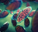 Muscle-derived vesicles heal damaged cells and reverse disease in new study