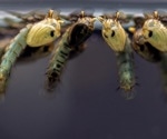 Gene-edited mosquitoes slash malaria spread 93% using self-propagating shield
