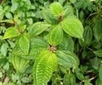 Powerful bioactives found in overlooked Amazonian fruits