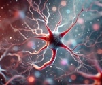 Metformin’s blood sugar control starts in the brain, not just the liver, study finds