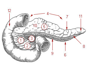 The Pancreas