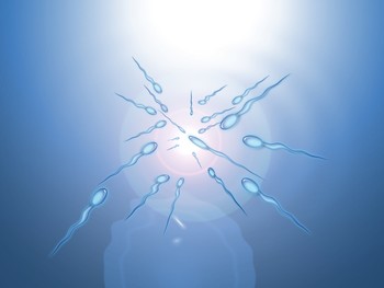 A paper to be published in the journal Biology of Reproduction offers evidence that a protein circulating in the blood of mammals delivers the dietary micronutrient selenium to germ cells, enabling these cells to develop into normal sperm.