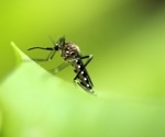 Climate disasters threaten malaria control efforts in high-burden regions