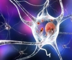 T cells play key role in early stages of Parkinson’s disease