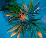 Adding anxiety to Pennsylvania's medical cannabis program changes patient demographics