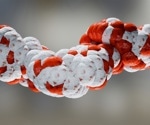 Boosting BCL6 may counteract muscle loss from GLP-1 medications