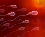Loss of structural protein ACTL7B blocks spermatogenesis in male mice